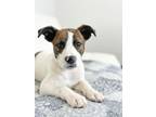 Adopt Chip Litter - Funyuns a Pit Bull Terrier, Mixed Breed