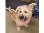 Adopt Princess** FOSTER OR FOSTER TO ADOPT NEEDED** a Terrier