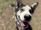 Adopt Katara Russell a Husky, Australian Shepherd