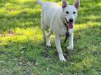 Adopt Sam Mae Hicks a German Shepherd Dog, Labrador Retriever