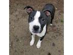 Adopt Lilac a Pit Bull Terrier