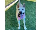 Adopt Nina a Husky