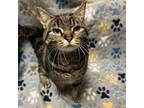 Adopt Piper a Domestic Short Hair