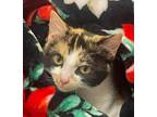 Adopt Evelyn a Domestic Short Hair