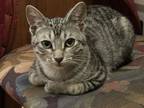 Adopt Daisy Dukes a Tabby, Domestic Short Hair