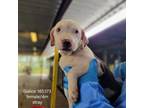 Adopt Galice a Pit Bull Terrier