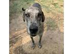 Adopt Appletini a Great Dane