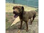 Adopt Sand a Pit Bull Terrier