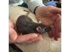 Adopt Flurrie a Rat