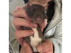 Adopt Sushie a Rat