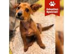 Adopt Jellybean- LOVES snackos, humans and dogs! $50 Adoption Fee!