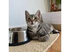 Adopt Soprano - Bonded with Alto! a Domestic Short Hair
