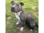 Adopt Lola a American Staffordshire Terrier