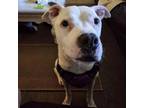 Adopt Lilly (Azulita) a American Staffordshire Terrier
