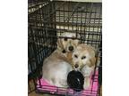 Adopt Annie bonded with Olivia a Goldendoodle