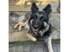 Adopt Sula a German Shepherd Dog