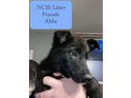 Adopt NCIS : Abby a German Shepherd Dog, Australian Shepherd