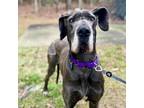 Adopt Addie a Great Dane