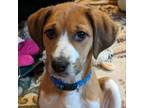 Adopt Delmira a Hound, Mixed Breed