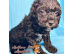 Poodle (Toy) Puppy for sale in Pisgah, AL, USA