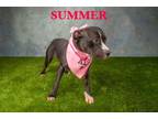 Adopt Summer a Mixed Breed, Pit Bull Terrier