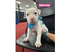 Adopt White claw a Pit Bull Terrier, Boxer