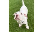 Adopt White claw a Pit Bull Terrier, Boxer