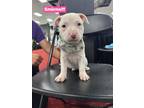 Adopt Smirnoff a Pit Bull Terrier, Boxer