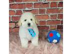Maltipoo Puppy for sale in Oxford, CT, USA