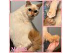 Adopt Merida a Siamese, Manx