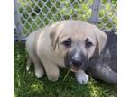 Adopt Pluto (Sols Pups 9) a Great Pyrenees, Great Dane