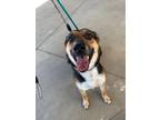 Adopt LADY a German Shepherd Dog