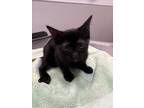 Adopt HANNAH a Domestic Medium Hair