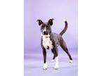 Adopt Jillian a Terrier, Border Collie