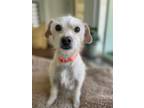 Adopt Ellie a Terrier, Mixed Breed