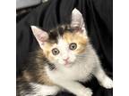 Adopt Pearl a Domestic Short Hair