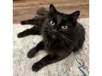 Adopt Charlie a Domestic Long Hair