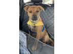 Adopt Kona a Mixed Breed