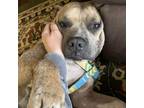 Adopt Rosie a Pit Bull Terrier, Labrador Retriever