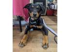 Adopt Rory a Rottweiler