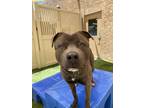 Adopt Luna a American Staffordshire Terrier