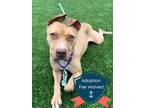 Adopt Amtrack a Mixed Breed