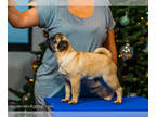 Pug PUPPY FOR SALE ADN-776884 - SUPER PUG PUPPY