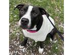 Adopt Raven a Pit Bull Terrier