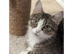 Adopt Precious a Domestic Short Hair