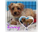Adopt Lucy a Yorkshire Terrier
