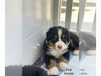 Bernese Mountain Dog PUPPY FOR SALE ADN-776666 - Bernese mountain dog puppy