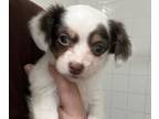 Chihuahua PUPPY FOR SALE ADN-776698 - Polly