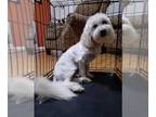 Maltipoo PUPPY FOR SALE ADN-776702 - White maltipoo