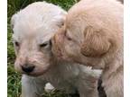 Goldendoodle-Mastiff Mix PUPPY FOR SALE ADN-776711 - Golden Doodle Mastiff